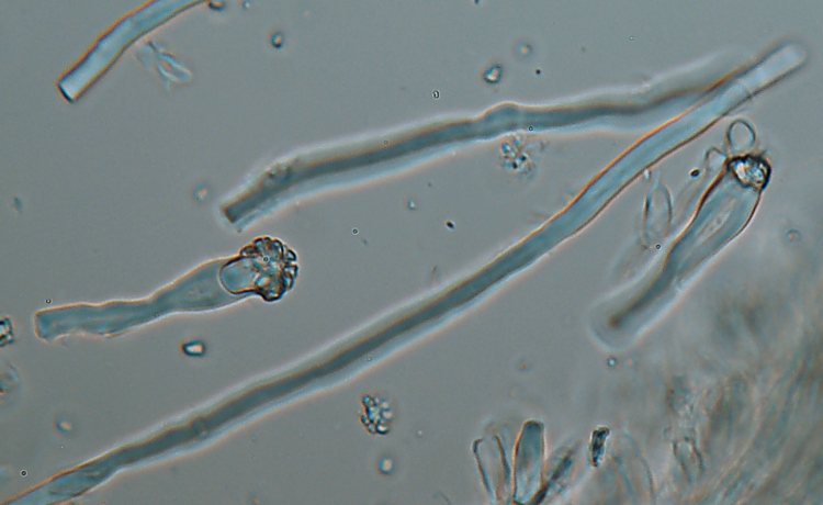 Altra crosta da determinare-foto 0927 (Trichaptum abietinum)